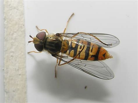 Episyrphus Balteatus Syrphidae Diptera Orixe Source Gl Flickr