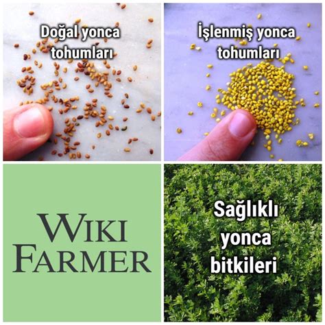 Yonca Ekimi Ekim Derinliği Tohumluk Miktarı Wikifarmer