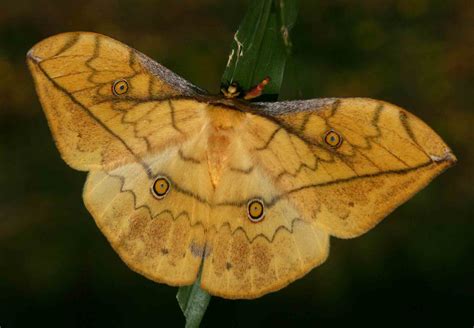 Flora Of Zimbabwe Insect Details Individual Images Pselaphelia