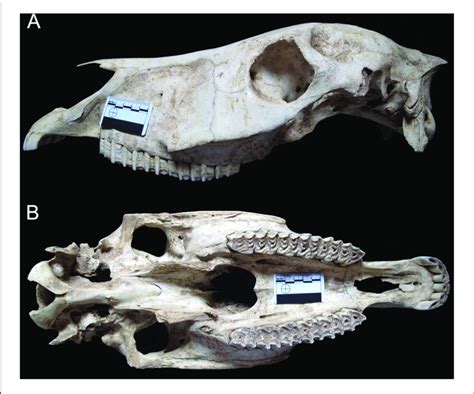 Skull Of Equus Hydruntinus From The Site Emine Bair Khosar Crimea