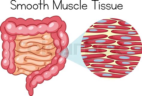 Anatomy of Smooth Muscle Tissue | Stock vector | Colourbox