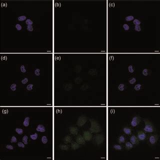 Clsm Images Of Hela Cells Incubated With Free Ccm A C Ccm Zif