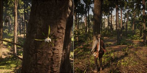 How To Find Every Night Scented Orchid In Red Dead Redemption 2