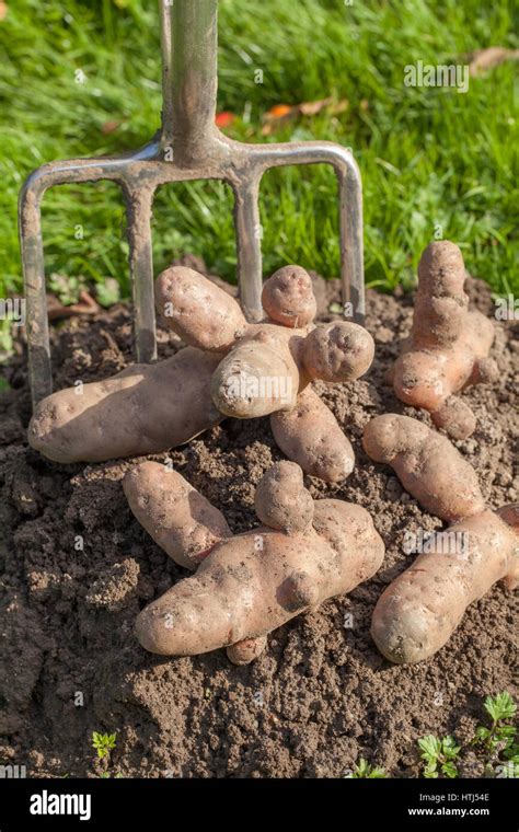 Pink Fir Apple Potatoes Solanum Tuberosum Stock Photo Alamy