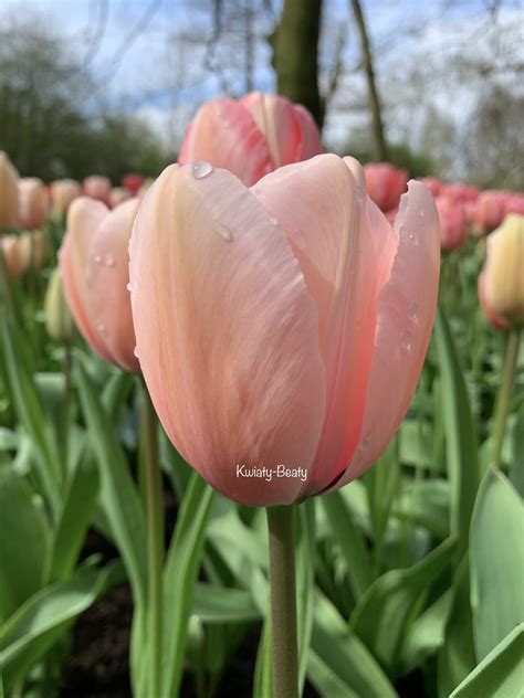 Tulipan Darwina Salmon Impression Szt Kwiaty Beaty Pl