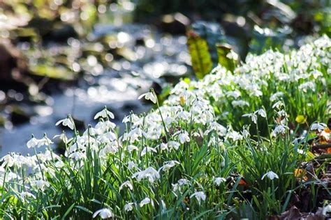 The Scottish Snowdrop Festival 2019: snowdrops take a star turn ...