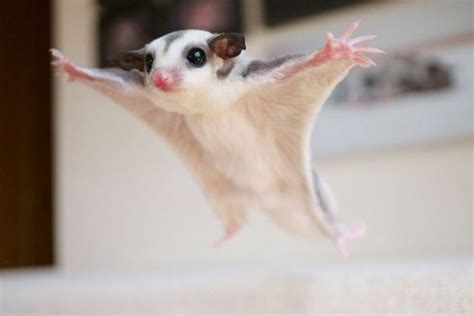 Cute Sugar Glider Portraits