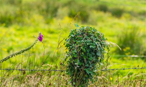 15 Different Types Of Ivy Plus Essential Facts