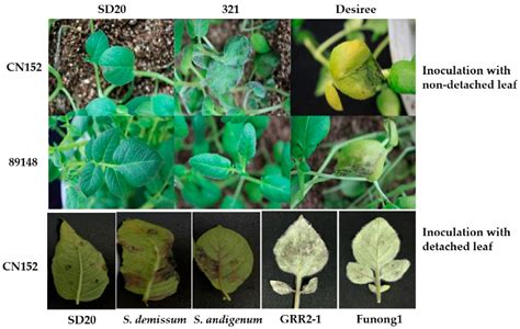 Ijms Free Full Text Gene Profiling In Late Blight Resistance In Potato Genotype Sd20