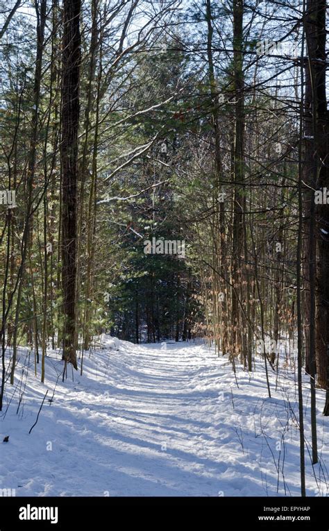 Canadian forest in winter time Stock Photo - Alamy