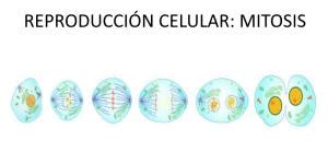 Cu L Es La Importancia De La Mitosis Definici N Y Funciones