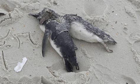 Dez Pinguins Aparecem Mortos Em Praia De Saquarema Jornal O Globo