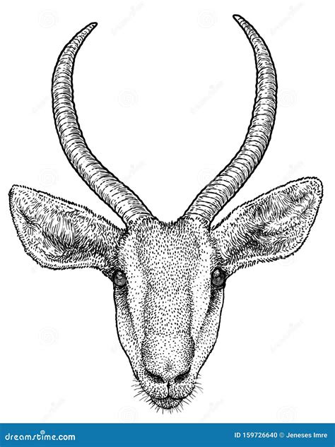 Gazelle Portrait Illustration Drawing Engraving Ink Line Art