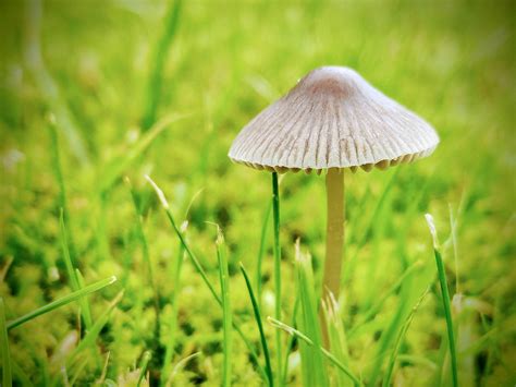 Close-up of Mushroom · Free Stock Photo