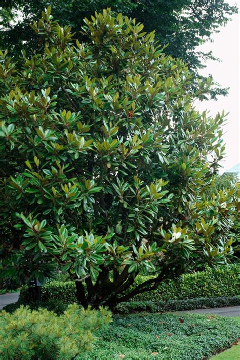 Buy Southern Magnolia Tree Free Shipping Wilson Bros Gardens 5