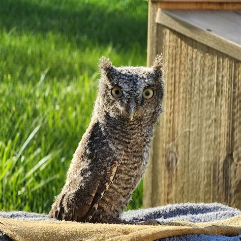 Bigger Birdhouse Campaign - IOWA BIRD REHABILITATION