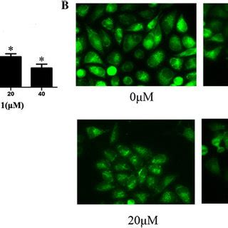 Gant Inhibits Proliferation And Promotes Cell Apoptosis Of Daoy