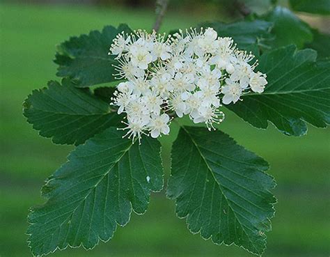 Sorbus aria | Landscape Plants | Oregon State University