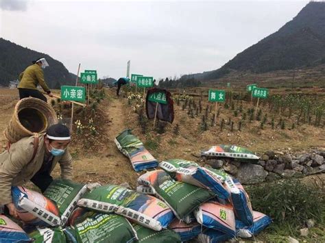 協調開通農資運送綠色通道，龍山多措並舉助力百合產業復工復產 每日頭條