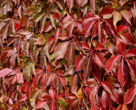 Virginia Creeper Lupon Gov Ph