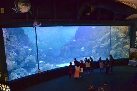 A Visit To The National Marine Aquarium Plymouth Tin Box Traveller