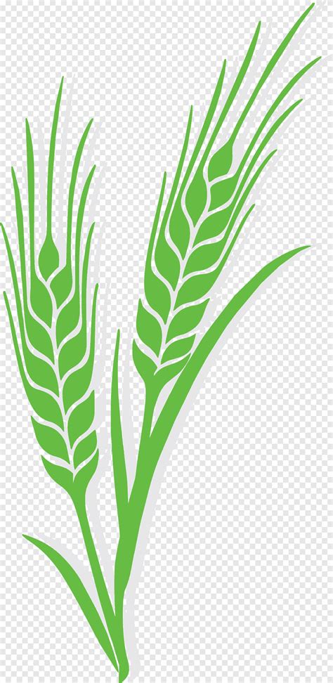 Plantas De Arroz Png