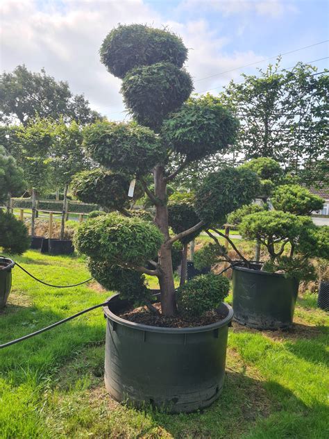 Thuja Plicata Specimen Bonsai Caragh Nurseries