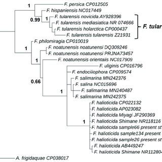 Bayesian Phylogenetic Tree Based On S Rrna Gene Sequences Nt