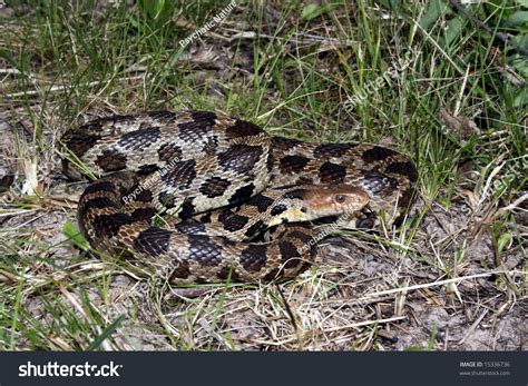 Western Fox Snake Pantherophis Vulpinus库存照片15336736 Shutterstock