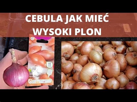 Jak i kiedy siać cebulę żeby mieć duży plon YouTube