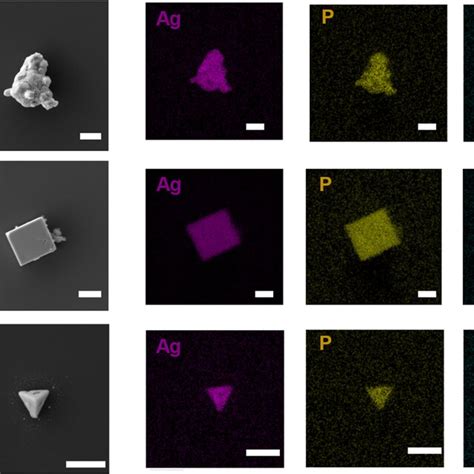 Sem Micrographs And Edx Elemental Mapping Images Of Ag Po