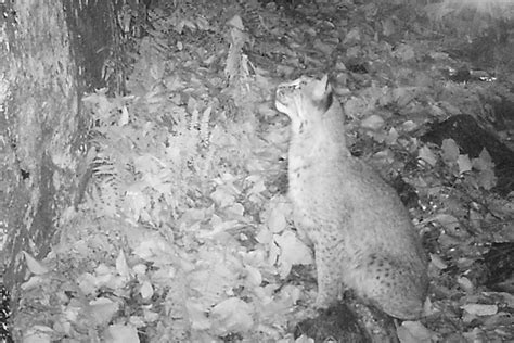 Tracking Bobcats In Massachusetts