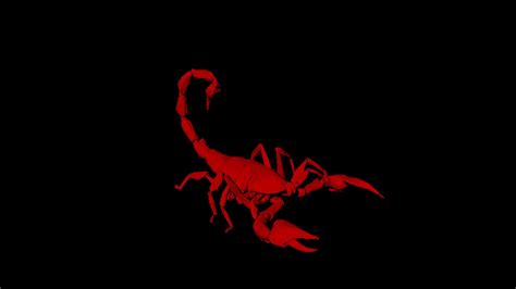 Animal Scorpion Wallpapers - 4k, HD Animal Scorpion Backgrounds on ...