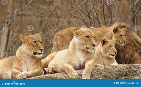 Four Lions stock photo. Image of mother, animal, child - 4694990