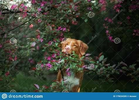 Perro De Colores Rosas En Primavera Mascota De La Naturaleza