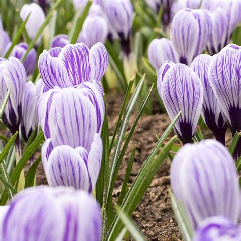 Crocus Pickwick English Gardens