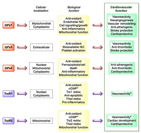 Antioxidants Free Full Text The Role Of Selenium In Pathologies An