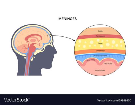 Meninges Anatomy Diagram Royalty Free Vector Image