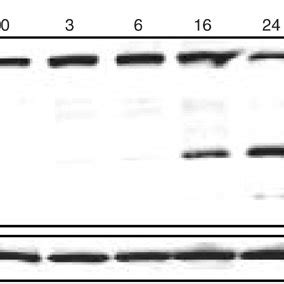 Decrease Of Xiap Protein Levels In Oci Aml Cells In Response To Dox Is