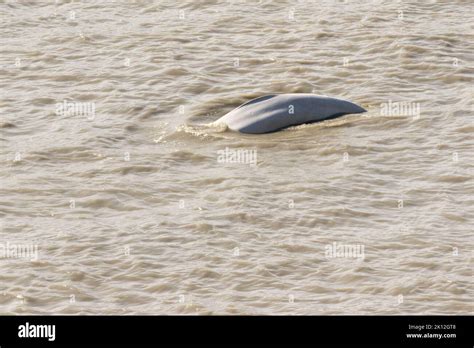 Beluga Whale in Turnagain Arm Stock Photo - Alamy