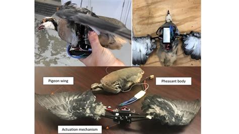 Researchers Turn Dead Birds Into Mechanized Spy Drones