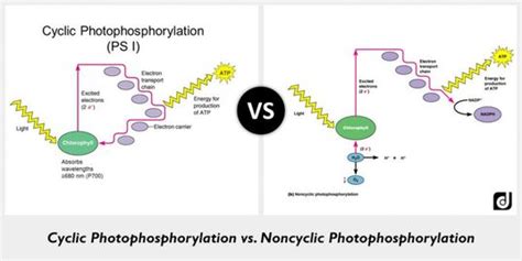 Topic 83 Photosynthesis Amazing World Of Science With Mr Green