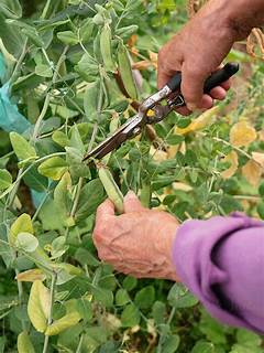 Harvesting Peas
