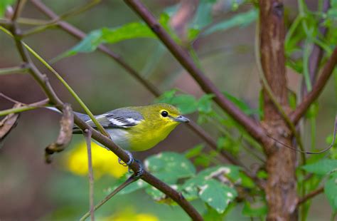 Yellow-throated Vireo | Audubon Field Guide