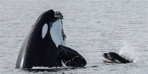 Picture: Mother Orca Teaching Her Calf How To Hunt