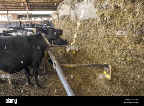 Domestic Cattle Dairy Cows Herd Self Feeding At Silage Clamp Face