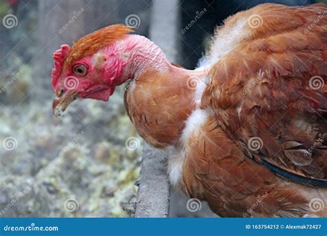 Hen Naked Neck Eating From Trough In Poultry Yard Poultry Feeding On