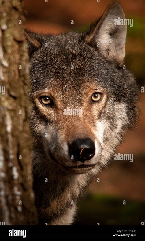 European Grey Wolf Peering Round Tree Stock Photo Alamy