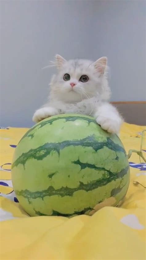 Do You Wanna Eat Watermelon Video In 2020 Funny Cute Cats Cute