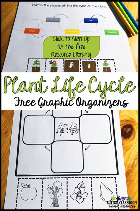 Stages Of Plant Growth Worksheet